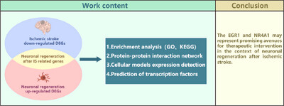 Analysis and Identification of Therapeutic Targets for Neuronal Regeneration After Ischemic Stroke