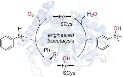 Selective Enzymatic Oxidation of Silanes to Silanols