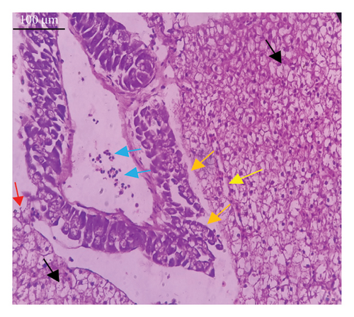 Details are in the caption following the image Details are in the caption following the image