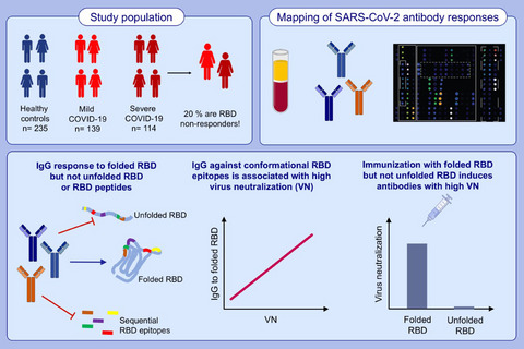 Neutralization of SARS-CoV-2 requires antibodies against conformational receptor-binding domain epitopes