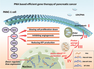 Efficient Gene Therapy of Pancreatic Cancer via a Peptide Nucleic Acid (PNA)-Loaded Layered Double Hydroxides (LDH) Nanoplatform