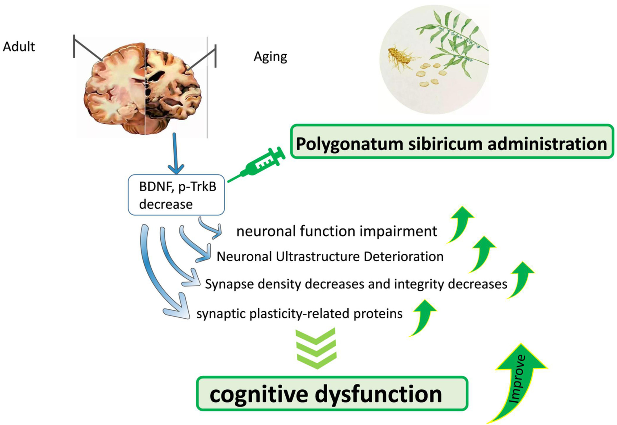 Polygonatum sibiricum ameliorated cognitive impairment of naturally aging rats through BDNF–TrkB signaling pathway