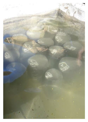 Details are in the caption following the image Details are in the caption following the image