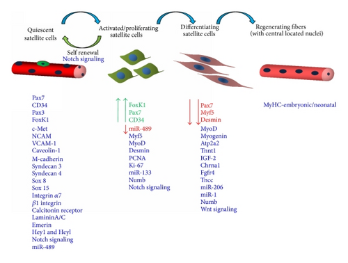 Details are in the caption following the image