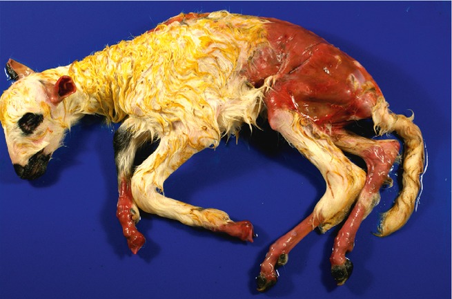 Generalized severe junctional epidermolysis bullosa with congenital absence of skin in churra lambs