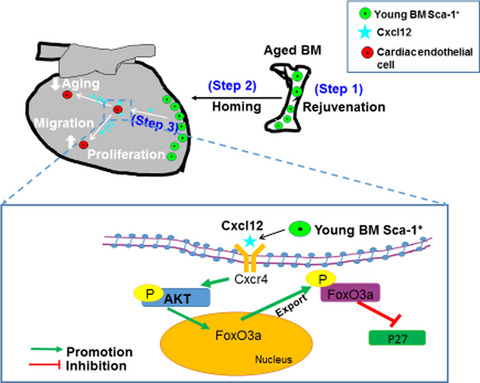 Long-term repopulation of aged bone marrow stem cells using young Sca-1 cells promotes aged heart rejuvenation