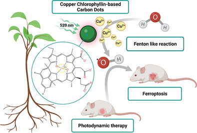 Small Warriors of Nature: Novel Red Emissive Chlorophyllin Carbon Dots Harnessing Fenton-Fueled Ferroptosis for In Vitro and In Vivo Cancer Treatment