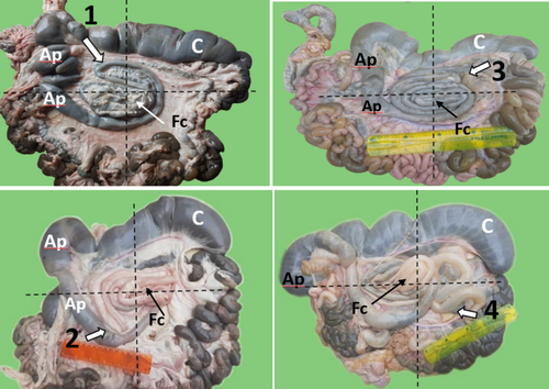 Details are in the caption following the image