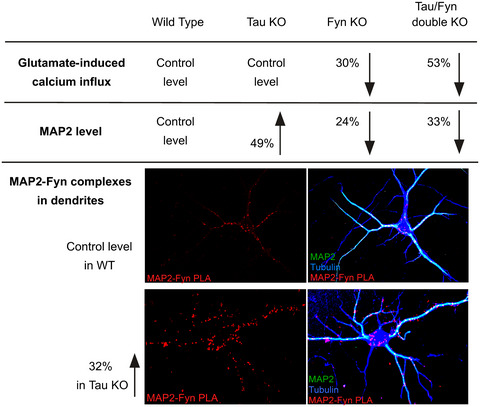 Loss of tau and Fyn reduces compensatory effects of MAP2 for tau and reveals a Fyn-independent effect of tau on calcium