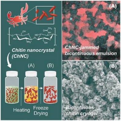 Super-Macroporous Lightweight Materials Templated from Bicontinuous Intra-Phase Jammed Emulsion Gels Based on Nanochitin