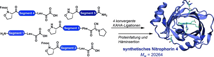 Chemical Synthesis of the 20 kDa Heme Protein Nitrophorin 4 by α-Ketoacid-Hydroxylamine (KAHA) Ligation