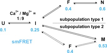 Ca2+ Induces the Formation of Two Distinct Subpopulations of Group II Intron Molecules
