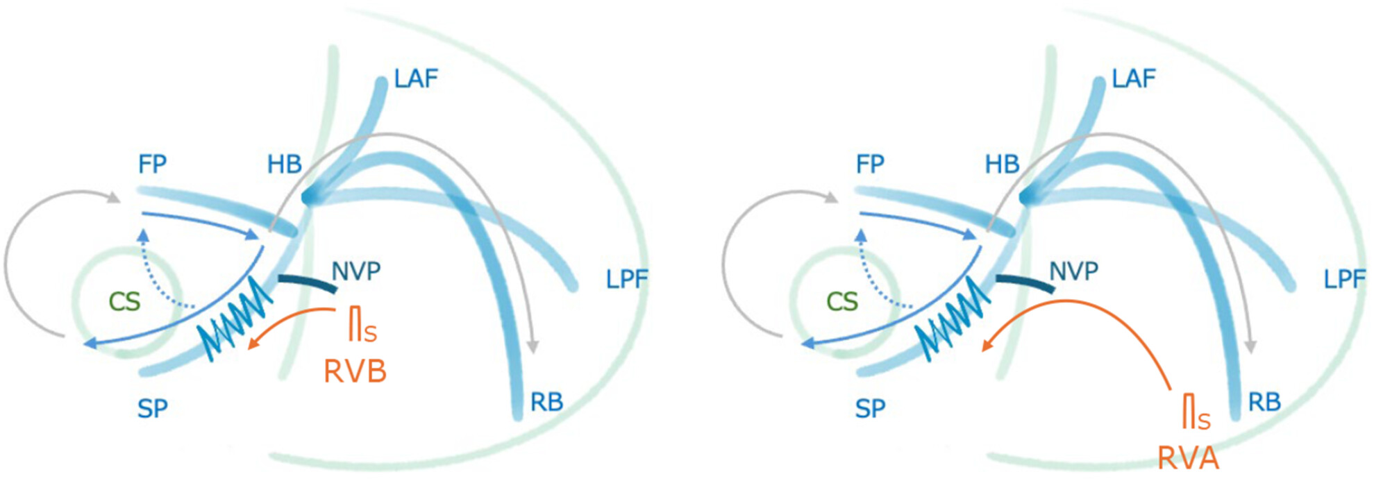 Differential response to right ventricular extrastimuli from the base and apex during long RP′ supraventricular tachycardia