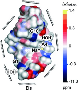 Hochauflösende Festkörper-NMR-Spektroskopie an vollständig 13C,15N-markierter RNA