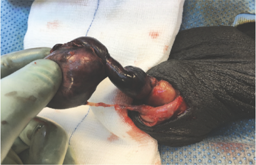 Details are in the caption following the image Details are in the caption following the image