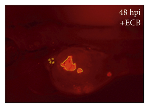 Details are in the caption following the image
