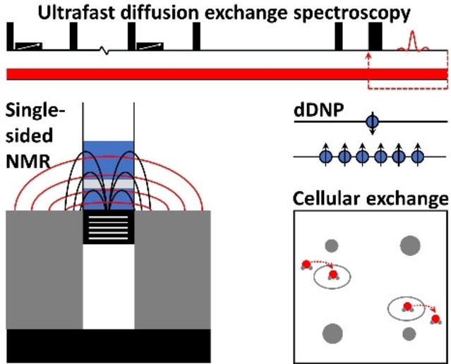 Sensitive, Efficient and Portable Analysis of Molecular Exchange Processes by Hyperpolarized Ultrafast NMR