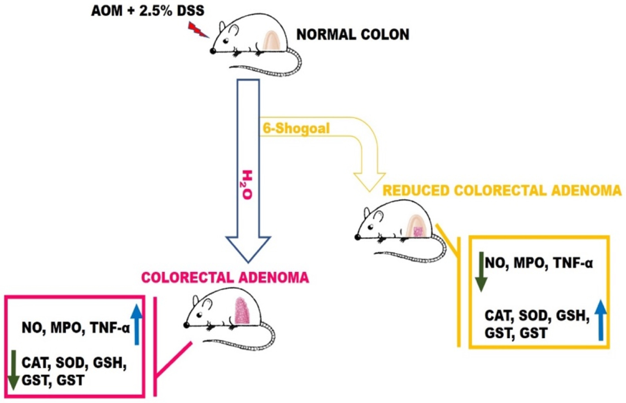 6- shogaol suppresses AOM/DSS-mediated colorectal adenoma through its antioxidant and anti-inflammatory effects in mice
