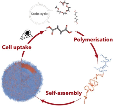 Metabolically Active, Fully Hydrolysable Polymersomes