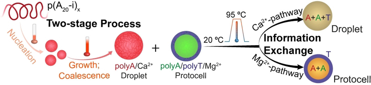 Mechanistic Insights into the Phase Separation Behavior and Pathway-Directed Information Exchange in all-DNA Droplets