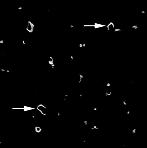 Details are in the caption following the image