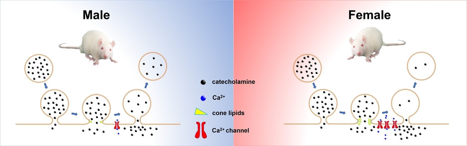 Single-Vesicle Electrochemistry Reveals Sex Difference in Vesicular Storage and Release of Catecholamine