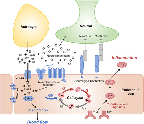 Effects of cerebral amyloid angiopathy on the brain vasculome