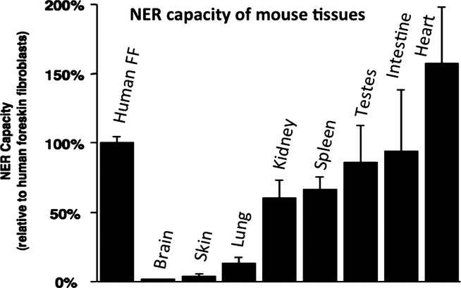Regulation and Disregulation of Mammalian Nucleotide Excision Repair: A Pathway to Nongermline Breast Carcinogenesis