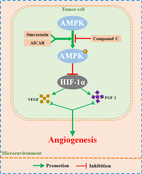 Activation of AMPK by simvastatin inhibited breast tumor angiogenesis via impeding HIF-1α-induced pro-angiogenic factor
