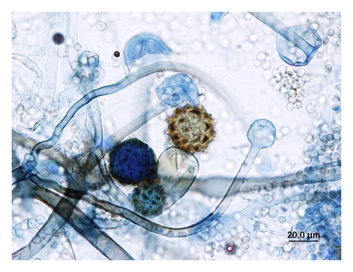 Details are in the caption following the image Details are in the caption following the image