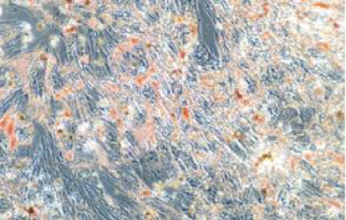 Details are in the caption following the image