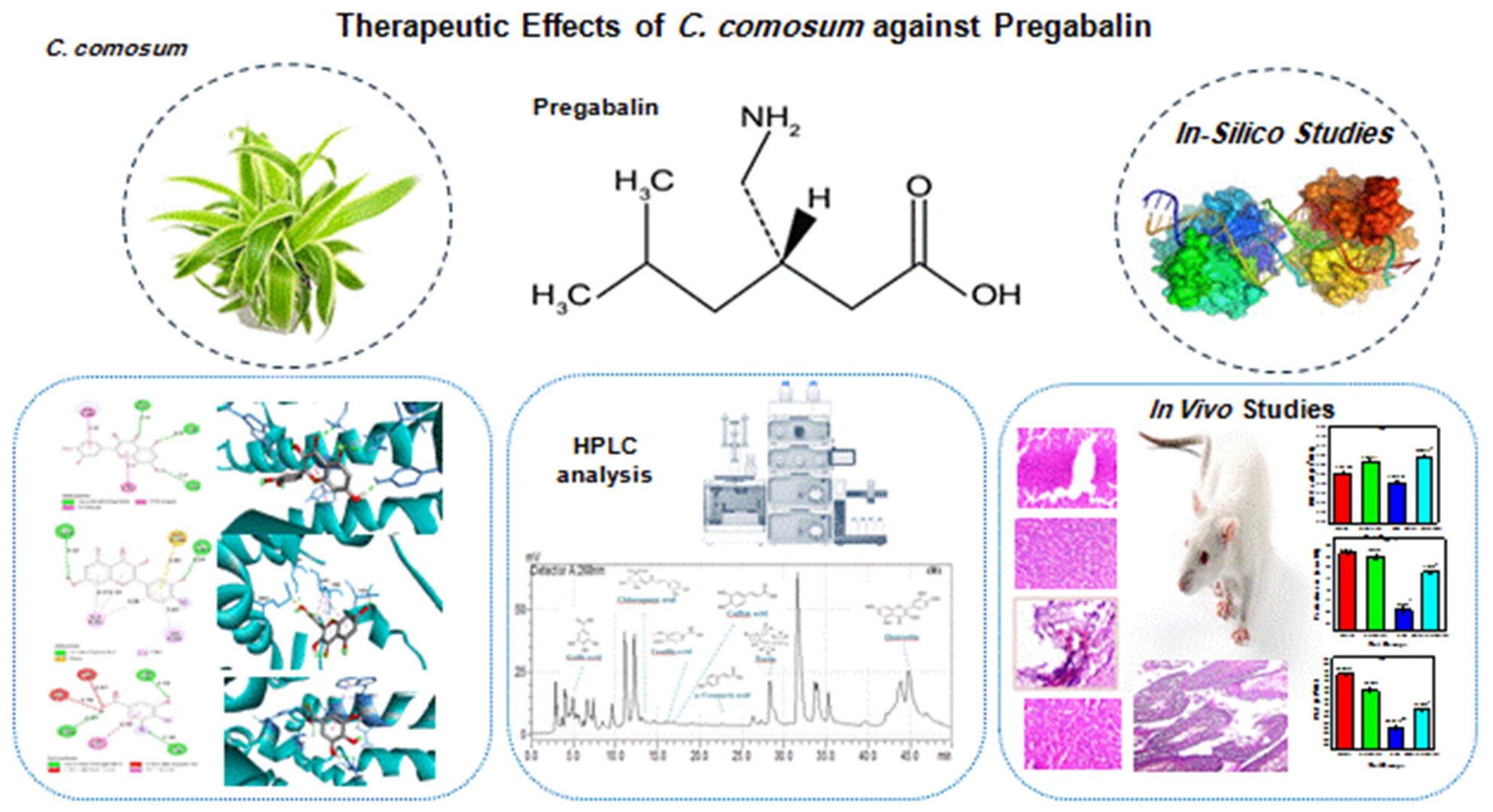 Protective Effects of Calligonum comosum as a Natural Remedy to Counteract Pregabalin-Induced Toxicity: Insights From Chemical Profiling, In Vivo, and In Silico Analyses