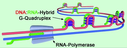 Formation of DNA:RNA Hybrid G-Quadruplexes of Two G-Quartet Layers in Transcription: Expansion of the Prevalence and Diversity of G-Quadruplexes in Genomes