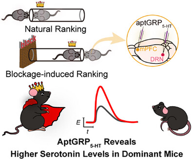 Aptamer-Based Galvanic Potentiometric Sensor for Real-Time Monitoring of Serotonin Signaling Under Psychosocial Stress