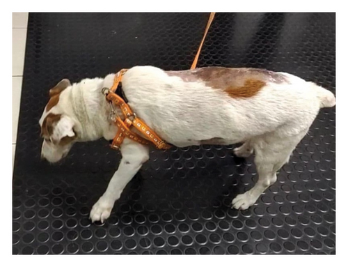 Details are in the caption following the image Details are in the caption following the image