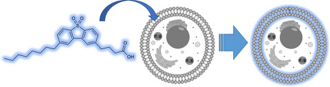 Dibenzothiophene Sulfone Derivatives as Plasma Membrane Dyes