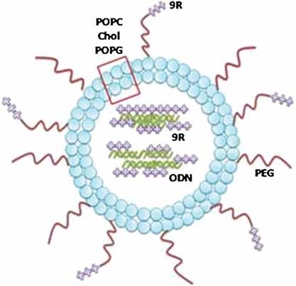 Efficient Liposomal Nanocarrier-mediated Oligodeoxynucleotide Delivery Involving Dual Use of a Cell-Penetrating Peptide as a Packaging and Intracellular Delivery Agent