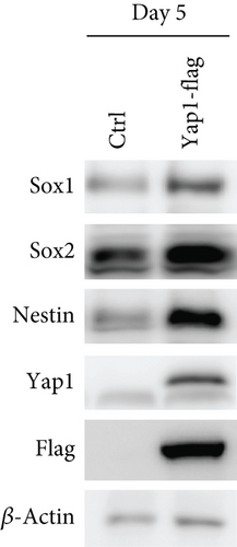 Details are in the caption following the image