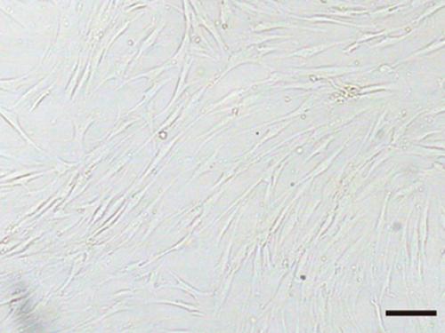 Details are in the caption following the image