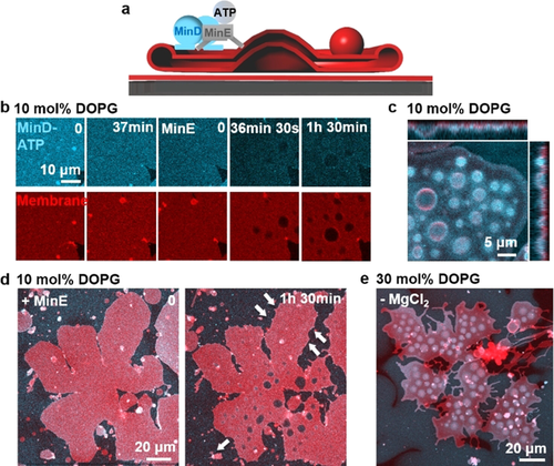 Details are in the caption following the image Details are in the caption following the image