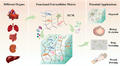 Decellularized Extracellular Matrix for Remodeling Bioengineering Organoid's Microenvironment