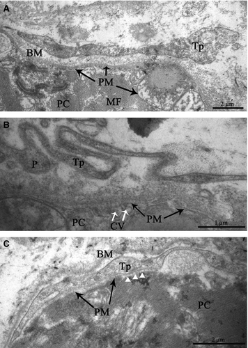 Details are in the caption following the image