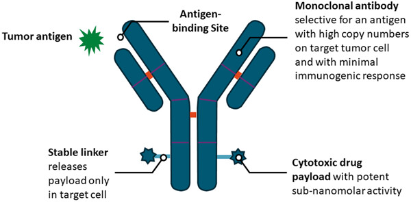 New era for emerging therapeutic targeting human epidermal growth factor receptor 3 (HER 3) in advanced nonsmall cell lung cancer and metastatic breast cancer