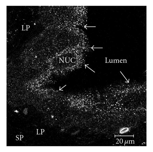 Details are in the caption following the image Details are in the caption following the image