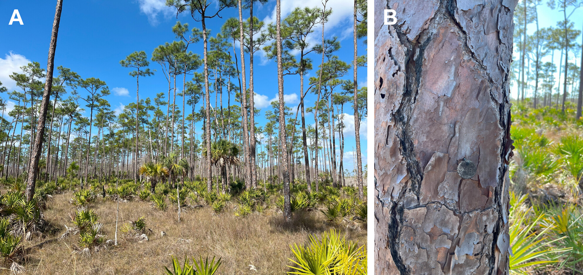 Repeated Tree Inventories of Pine Forests in South Florida's Big Cypress National Preserve