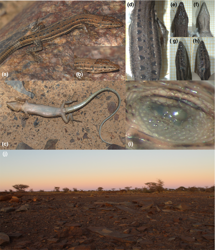 Details are in the caption following the image