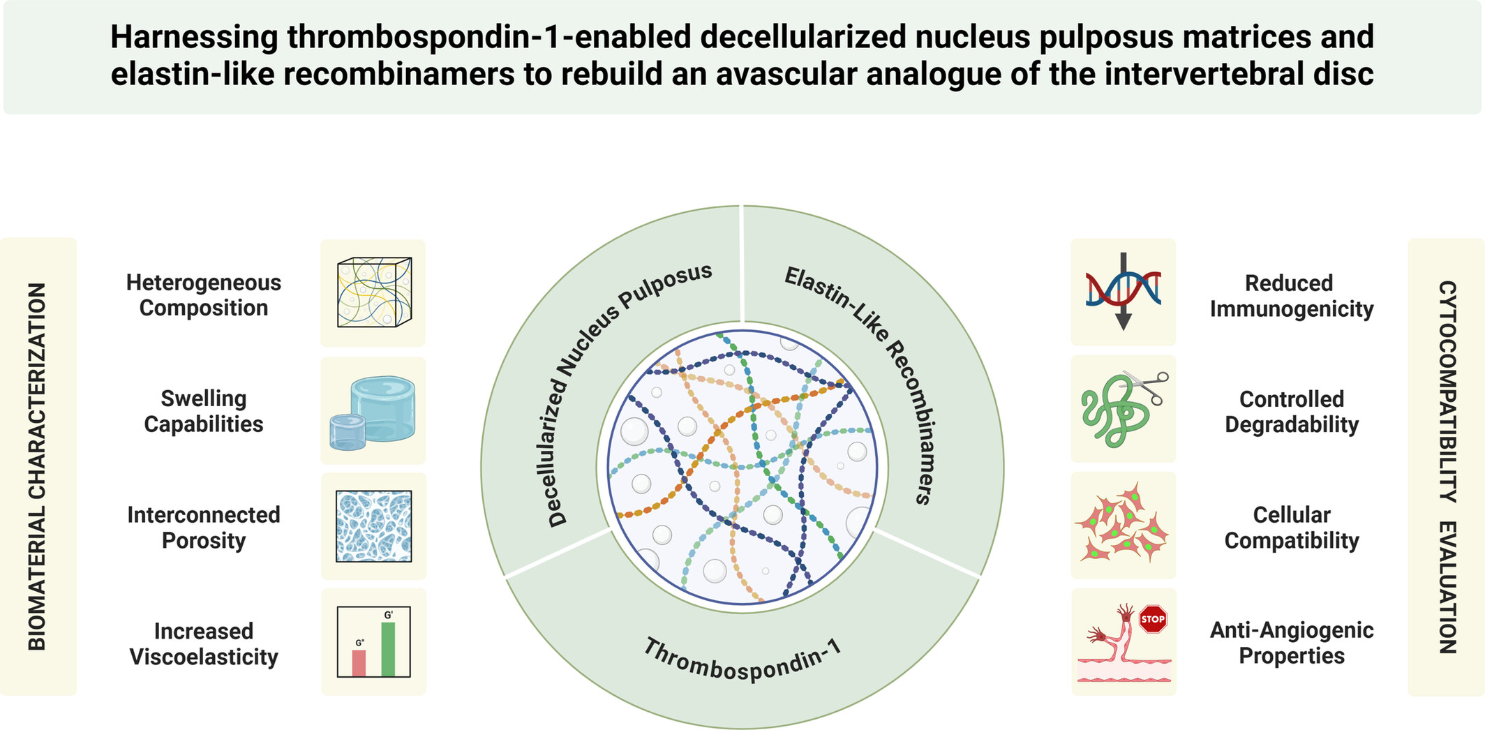 Harnessing Thrombospondin-1-Enabled Decellularized Nucleus Pulposus Matrices and Elastin-Like Recombinamers to Rebuild an Avascular Analogue of the Intervertebral Disc