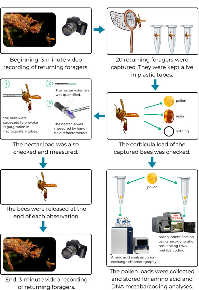 Nutrients or resin? – The relationship between resin and food foraging in stingless bees