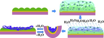 Polymer-Based Muscle Expansion and Contraction