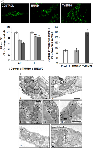 Details are in the caption following the image Details are in the caption following the image